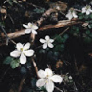 Meet your Posher, Polly